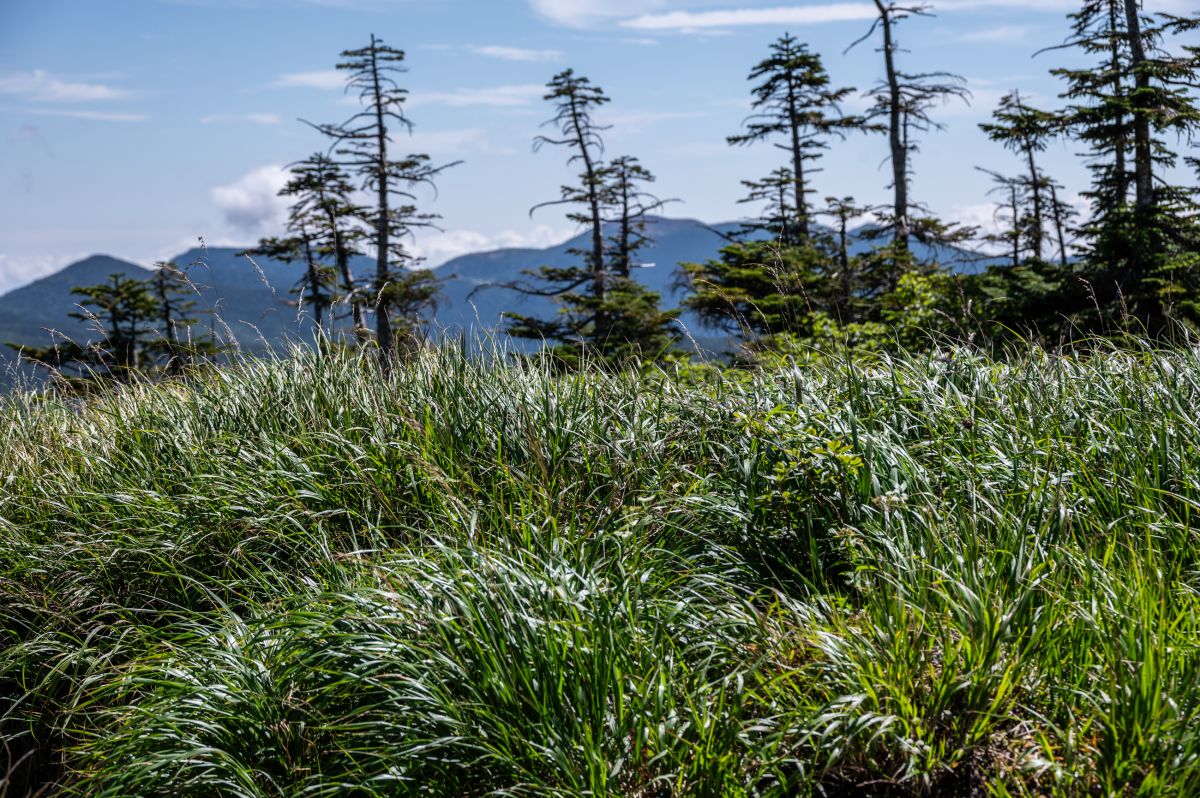 日本百名山　西吾妻山